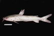 Arius felis, hardhead catfish, from SEAMAP Collections